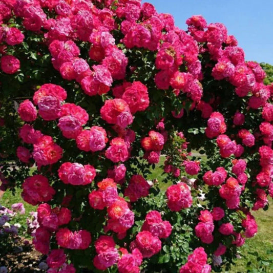 Big Bloom Rose Seeds – Any Place, Any Season